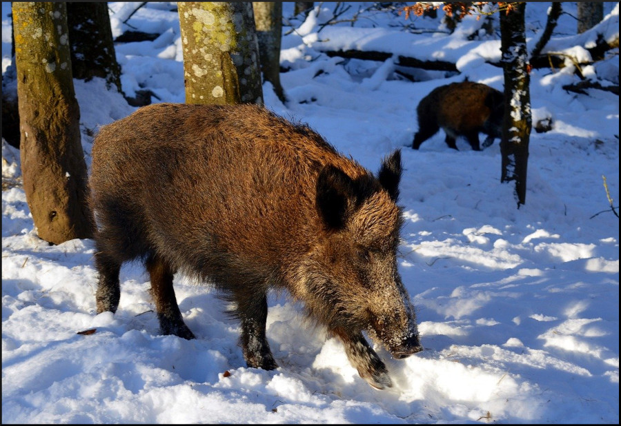 Un sanglier dans la neige. L'hyperborée était la terre du sanglier.